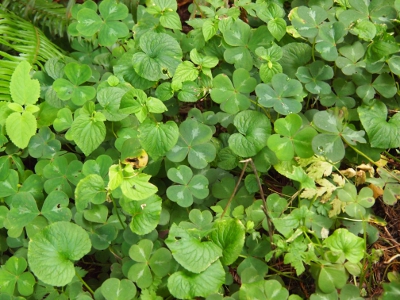 [Looking straight down at the ground completely covered with clover and a few other green-leafed plants.]